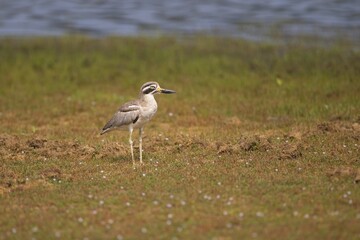 The great stone-curlew or great thick-knee (Esacus recurvirostris),  Dytík Křivozobý, funny grey bird with big eyes and large beaks standing  in open land with nice composition