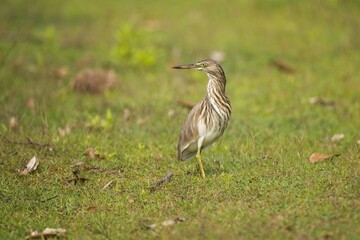 The Indian pond heron or paddybird (Ardeola grayii), Volavka Hnědohřbetá, Sri Lanka