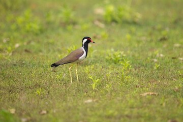 Beautiful red-wattled lapwing bird (Vanellus indicus) in the hole, bird of Sri Lanka, Čejka černoprsá