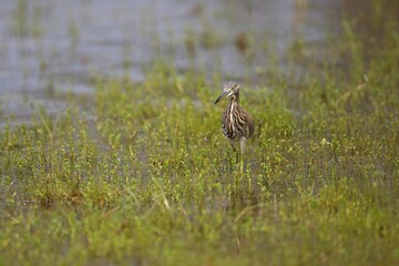 The Indian pond heron or paddybird (Ardeola grayii), Volavka Hnědohřbetá, Sri Lanka