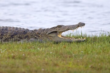 Snub Nosed Marsh Crocodile, mugger crocodile, (Crocodylus palustris) is a crocodilian native to...