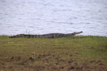 Snub Nosed Marsh Crocodile, mugger crocodile, (Crocodylus palustris) is a crocodilian native to...