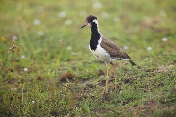 Beautiful red-wattled lapwing bird (Vanellus indicus) in the hole, bird of Sri Lanka, Čejka černoprsá