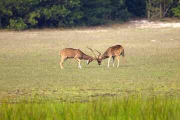 Naklejka na ściany i meble Axis, Axis indický, Spotted deer or Chital or axis axis at forest Sri Lanka, while fighting