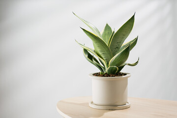 Decorative sansevieria plant on wooden table in living room. Sansevieria trifasciata Prain in gray...