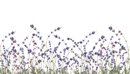Fototapeten Floristic border of realistic lavander on transparent background. Collection violet lavender wreath with green leaf isolated on transparent background. © Vlada