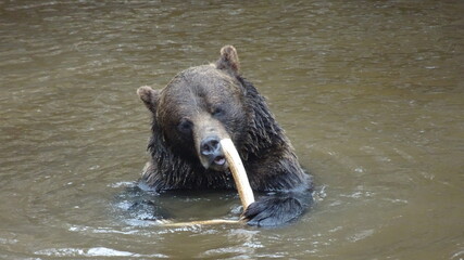 Ours Zoo Saint F&eacute;licien
