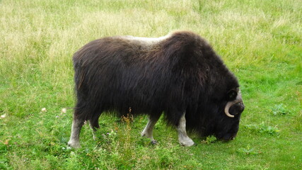 Yack Zoo Saint F&eacute;licien