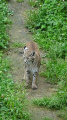 Fototapeta premium Lynx Zoo Saint Félicien