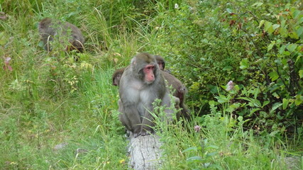 Macaque Japonais Zoo Saint Félicien