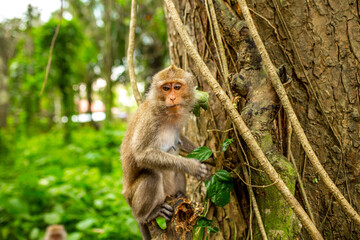 Monkeys in nature in the jungle of Thailand. A flock of monkeys in the trees. Wildlife scene with wild animals.