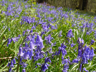 Bluebells in a Somerset wood , Exmoor, England . 