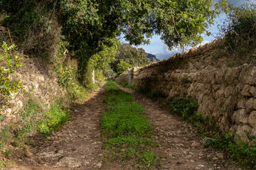 Fototapeta na wymiar Rural road surrounded by Mediterranean crops