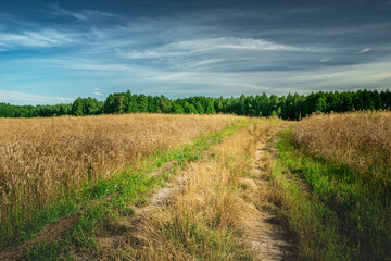 Fototapeta na wymiar Rural road next to a field with grain, eastern Poland