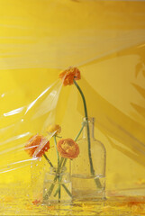  Yellow ranunculus flowers in glass bottles on yellow background under plastic. Floral card layout or mockup, Copy space
