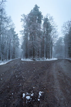 A Fork In A Dirt Road In A Winter Forest