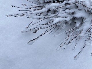 snowy thin twigs of a bush
