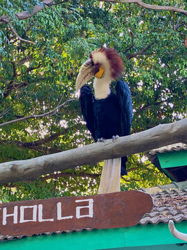 rangkong indonesian endemic bird