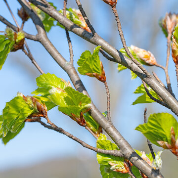 Junge Blätter der Rotbuche ,Fagus sylvatica, im Frühling
