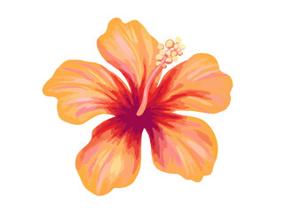 Hibiscus illustration. Vibrant orange tropical flower. Realistic botanical high quality hand drawn painting isolated on white.
