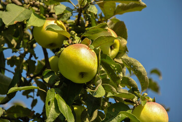 apples on tree