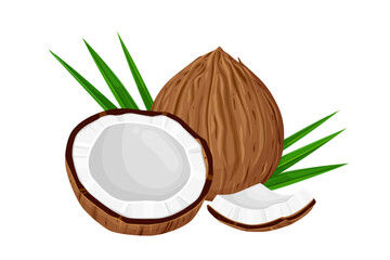 Coconut and leaves isolated on white background. Vector illustration cartoon isolated on white