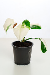 Monstera variegated alba in a pot on a white background.