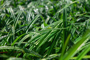Green grass with dew . Grass with water drops