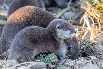 otter on a branch
