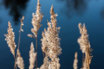 Phragmites. common reed at a Reedbed in winter