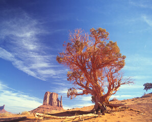 Obraz premium モニュメントバレー