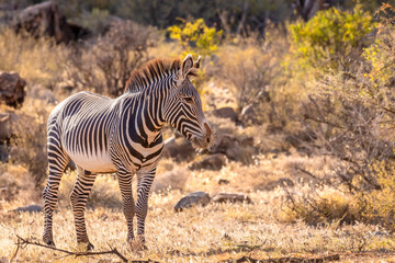 Fototapeta na wymiar Grévy's zebra (Equus grevyi) looking alert, Samburu National Rerserve, Kenya. 