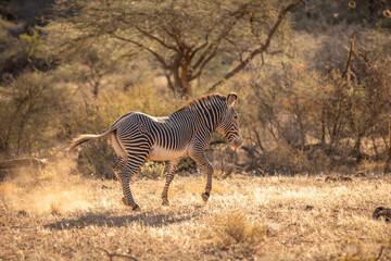 Obraz na płótnie Canvas Grévy's zebra (Equus grevyi) running away, Samburu National Rerserve, Kenya. 