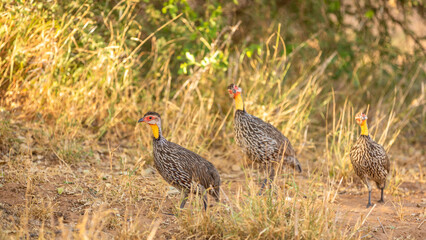 A flock of Yellow-necked spurfowl ( Pternistis leucoscepus) foraging, Samburu National Reserve, Kenya.