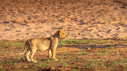 Young lion cub ( Panthera Leo) watching in the evening sun, Samburu National Reserve, Kenya.