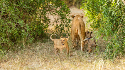 A lion pride ( Panthera Leo) walking by in the evening sun, Samburu National Reserve, Kenya.