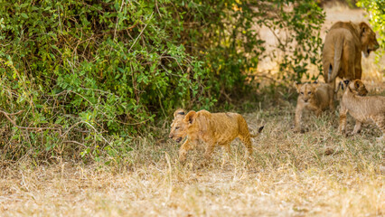 A lion cubs ( Panthera Leo) playing around, Samburu National Reserve, Kenya.