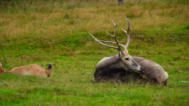 pere davids deer lies on the meadow