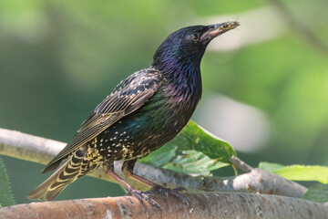 Star mit Insekten im Schnabel