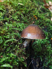 mushroom in the forest