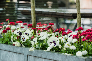 spring flowers near cafe in Paris