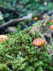 mushroom on the moss