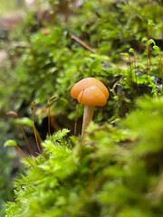 mushrooms in the forest