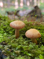 mushrooms in the forest