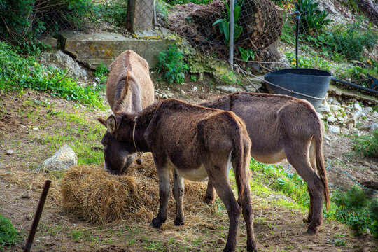 Beautiful Donkeys Eating hay in corfu island ,Greece. Close-up portrait photo