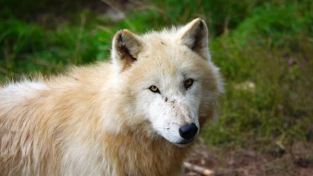young polar wolf in summer on green grass
