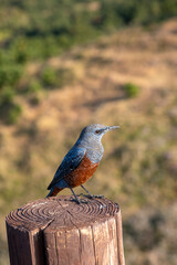 bird on a fence