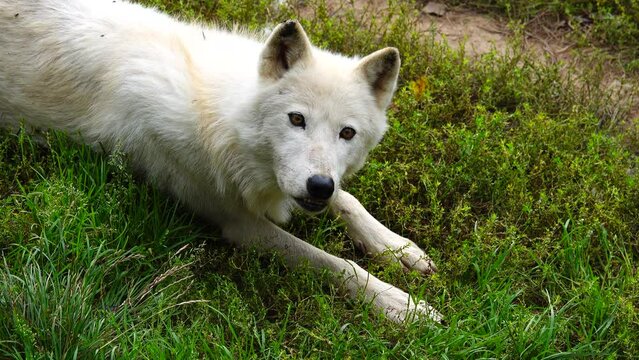 young polar wolf in summer on green grass