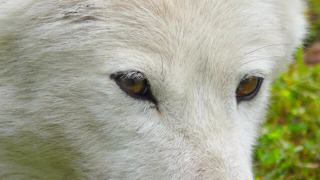 white polar wolf (canis lupus tundrarum) close up portrait