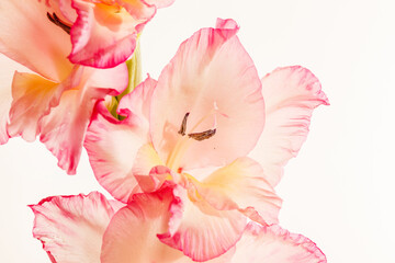 Fototapeta na wymiar Branch of a gladiolus pink flower